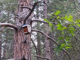 Gazebo bird house